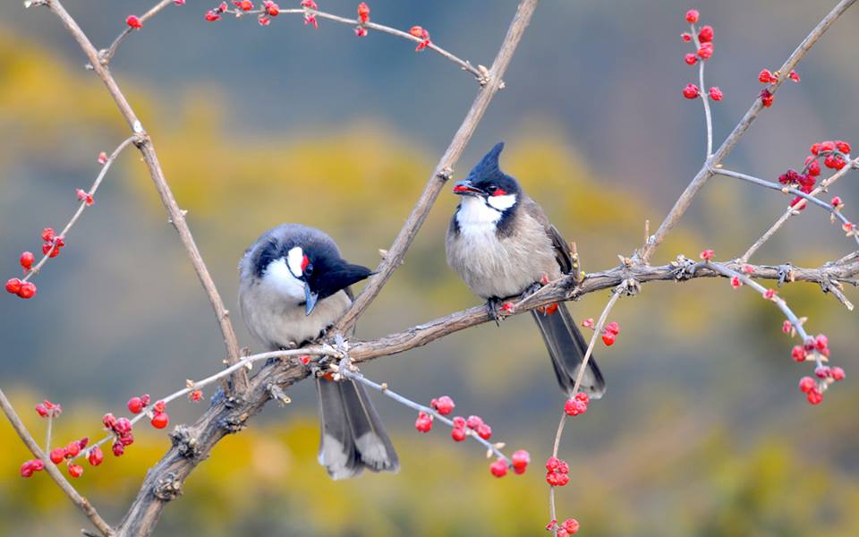 ẢNH] TOP 25 loài chim quý hiếm và tuyệt đẹp