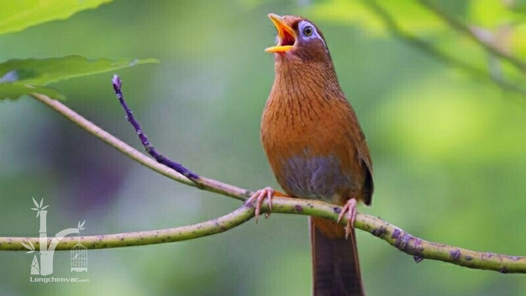 Top 7 loại chim cảnh phổ biến tại Việt Nam ⋆ Thủy sinh Việt Nam