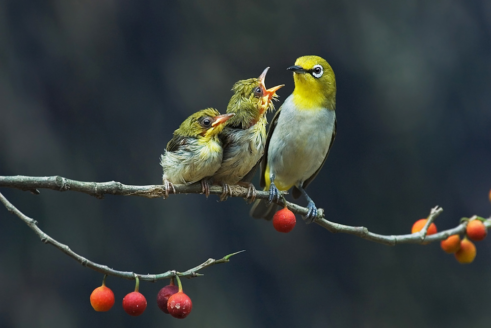 Chim Vành Khuyên – Chim Cảnh Việt