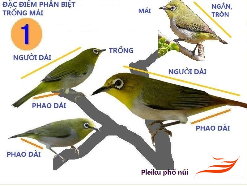Cách chọn chim Vành Khuyên hót - Website của Sinh vật cảnh Huyện Lục Yên