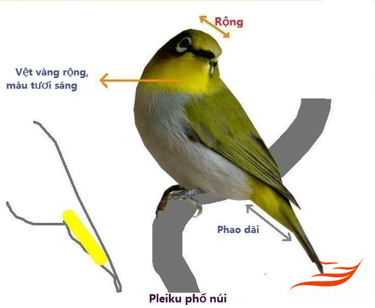 Những điểm khác biệt giữa vành khuyên mái và vành khuyên trống » Lồng Chim  Đất Việt